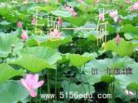 《荷》专题ppt课件4