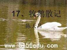 《牧鹅散记》ppt课件1