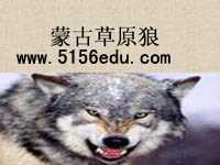 《蒙古草原狼》ppt课件1