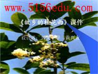 《故乡的桂花雨》ppt课件3