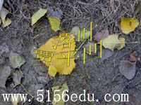 贾平凹《落叶》ppt课件1