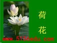 《荷花》ppt课件2