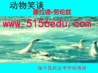 《动物笑谈》pptx课件(49页)