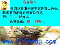 法布尔《蝉》pptx课件(36页)